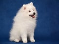 Puppy of Japanese white spitz on blue background Royalty Free Stock Photo