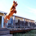 Puppy jumping through the air