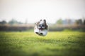 Puppy jumping running on green meadow. Happy natural