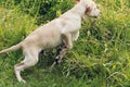 Puppy Jumps Through Grass Royalty Free Stock Photo