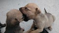 Puppy kiss Royalty Free Stock Photo