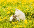 Puppy kisses kitten on the lawn of dandelions Royalty Free Stock Photo