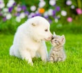 Puppy kissing kitten on green grass Royalty Free Stock Photo