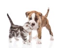 Puppy kissing kitten. isolated on white background Royalty Free Stock Photo