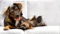 Puppy and kitten Royalty Free Stock Photo