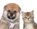 Puppy and kitten, close-up portrait Royalty Free Stock Photo