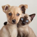 Puppy and Kitten Close-Up Portraits Royalty Free Stock Photo