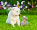 Puppy and kitten on green grass looking at each other Royalty Free Stock Photo