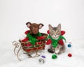 Puppy And Kitten Holiday Scene