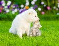 Puppy and kitten kissing on the green lawn Royalty Free Stock Photo