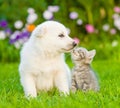 Puppy and kitten kissing on the green lawn Royalty Free Stock Photo