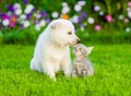 Puppy and kitten kissing on the green lawn Royalty Free Stock Photo