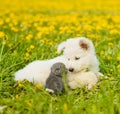 Puppy and kitten looking at each other on the green grass Royalty Free Stock Photo