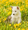 Puppy and kitten looking at each other, sitting on green grass Royalty Free Stock Photo