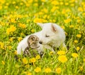 Puppy and kitten looking at each other, sitting on green grass Royalty Free Stock Photo