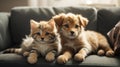 Puppy and kitten playing on a sofa