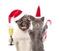 Puppy and kitten in red santa hats holding glass of champagne and candy cane. isolated on white background Royalty Free Stock Photo