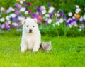 Puppy and kitten sitting on green grass together Royalty Free Stock Photo