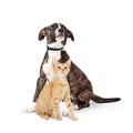 Puppy and Kitten Sitting Together Looking Up on White Royalty Free Stock Photo