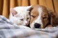 a puppy and a kitten sleeping curled up together Royalty Free Stock Photo