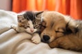 a puppy and a kitten sleeping curled up together Royalty Free Stock Photo