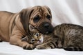 Puppy and kitten snuggle in a touching display of friendship on a serene white background