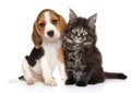 Puppy and kitten on white background Royalty Free Stock Photo