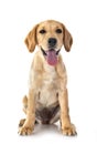 puppy labrado retriever Royalty Free Stock Photo