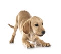 puppy labrado retriever Royalty Free Stock Photo