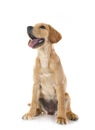 puppy labrado retriever Royalty Free Stock Photo