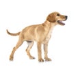 puppy labrado retriever Royalty Free Stock Photo