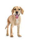 puppy labrado retriever Royalty Free Stock Photo