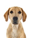 puppy labrado retriever Royalty Free Stock Photo