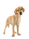 puppy labrado retriever Royalty Free Stock Photo