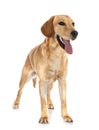 puppy labrado retriever Royalty Free Stock Photo
