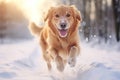 Puppy labrador golden canine friendly retriever doggy purebred friendship background friend running retriever Royalty Free Stock Photo