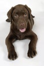 Puppy labrador retriever Royalty Free Stock Photo