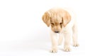 Puppy Labrador retriever Royalty Free Stock Photo