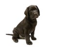 Puppy Labrador retriever chocolate color on a white background Royalty Free Stock Photo