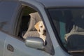 Puppy of Labrador retriever, dog waiting for owner sitting in car Royalty Free Stock Photo