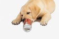 puppy of labrador retriever lying and licks aluminum can isolated on white. Concept for beer and drinks commercial. Pets, unusual