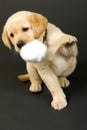 Puppy Labrador retriever playing with hair ball