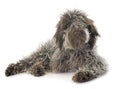 Puppy Lagotto Romagnolo Royalty Free Stock Photo