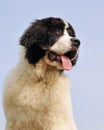 Puppy landseer Royalty Free Stock Photo