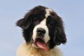 Puppy landseer Royalty Free Stock Photo