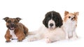 Puppy landseer, chihuahua and staffie Royalty Free Stock Photo