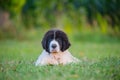 Puppy landseer dog Royalty Free Stock Photo