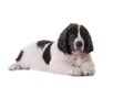 Puppy landseer dog studio Royalty Free Stock Photo