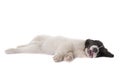 Puppy landseer dog studio Royalty Free Stock Photo