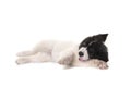 Puppy landseer dog studio staffordshire bull terrier Royalty Free Stock Photo
